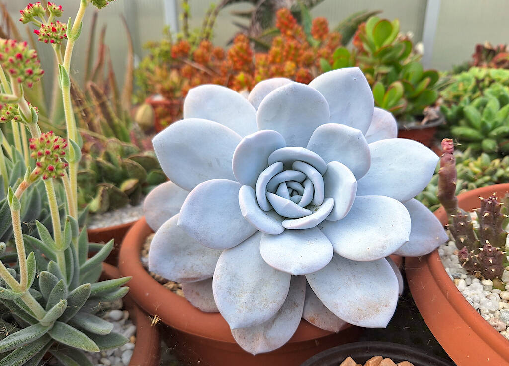 Sky Blue Succulent Flower seeds for Planting - Drought Tolerant, Heirloom & GMO Free Seeds for Home Garden