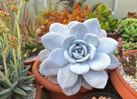 Sky Blue Succulent Flower seeds for Planting - Drought Tolerant, Heirloom & GMO Free Seeds for Home Garden