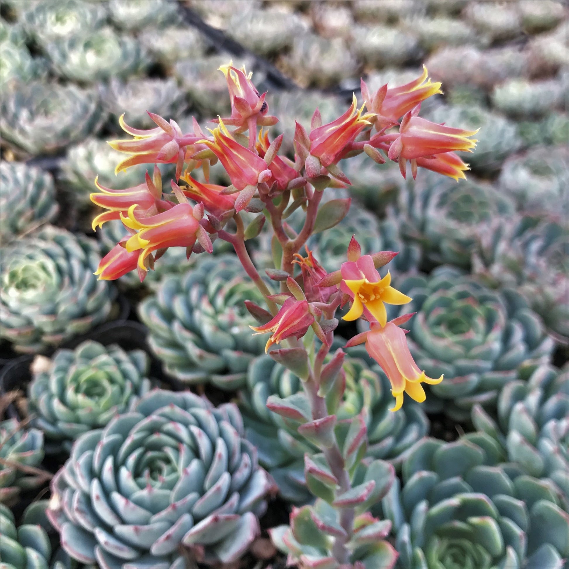 Echeveria Flower seeds for Planting - Vibrant Colors, Heirloom & GMO Free Seeds for Home Garden