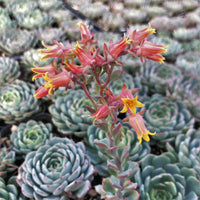 Echeveria Flower seeds for Planting - Vibrant Colors, Heirloom & GMO Free Seeds for Home Garden
