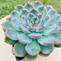 Blue Echeveria Derenbergii Flower seeds for Planting - Cottage Garden Essential, Heirloom & GMO Free Seeds for Home Garden