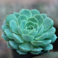 Green Succulent Flower Seeds for Planting – Shade Tolerant Heirloom & NonGMO Seeds for Home Garden
 
 Sale