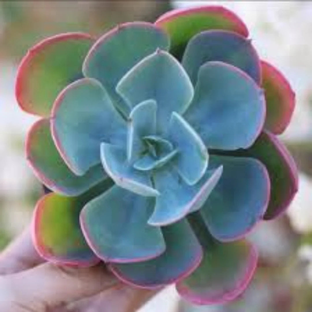 Sky Blue Green Succulent Flower Seeds Cut Flower Favorite Heirloom & GMO Free Seeds for Home Garden
 
 Sale