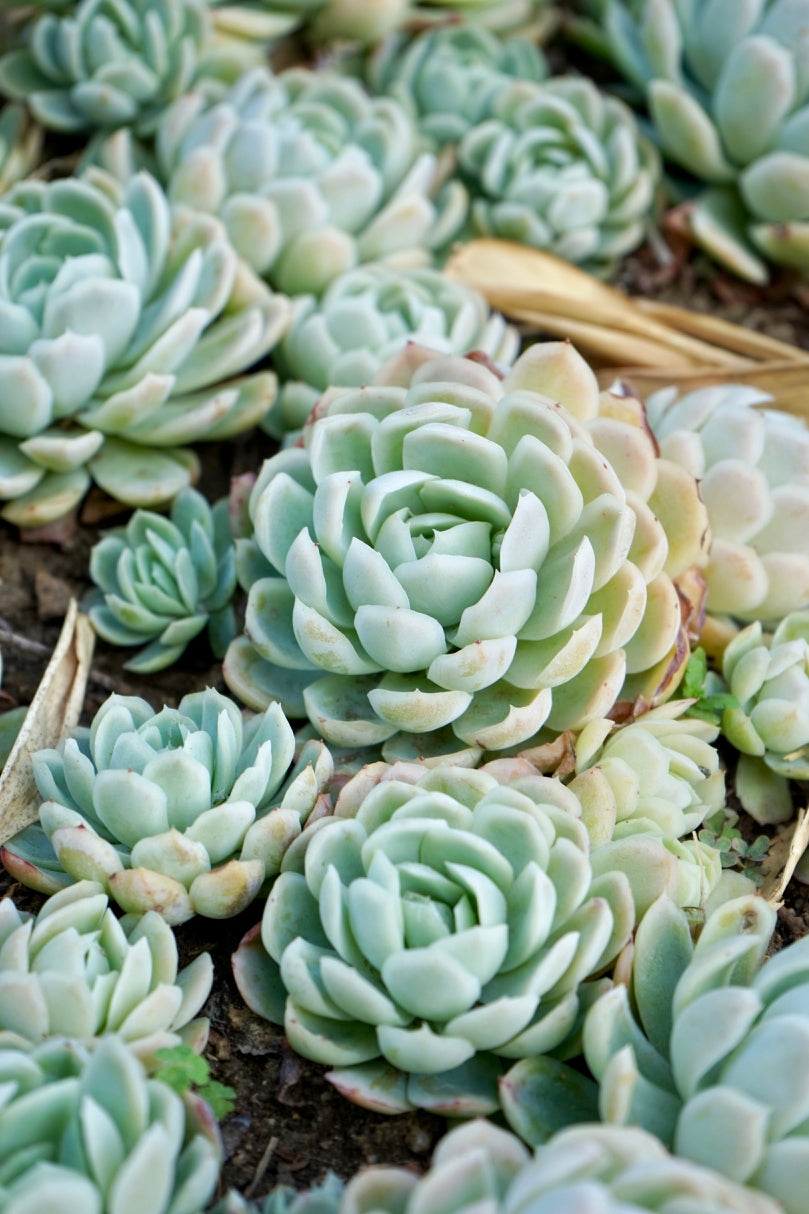 Blue Echeveria Derenbergii Seeds for Planting