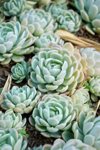 Blue Echeveria Derenbergii Seeds for Planting