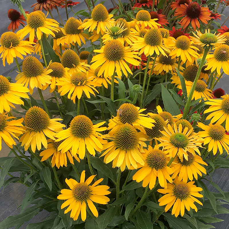 Yellow ConeFlower seeds for Planting - Colorful Display, Heirloom & GMO Free Seeds for Home Garden
