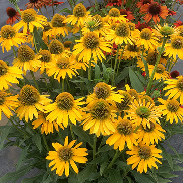 Yellow ConeFlower seeds for Planting - Colorful Display, Heirloom & GMO Free Seeds for Home Garden