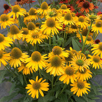 Yellow Echinacea Flower seeds for Planting Premium Quality Heirloom & GMO Free Seeds for Home Garden