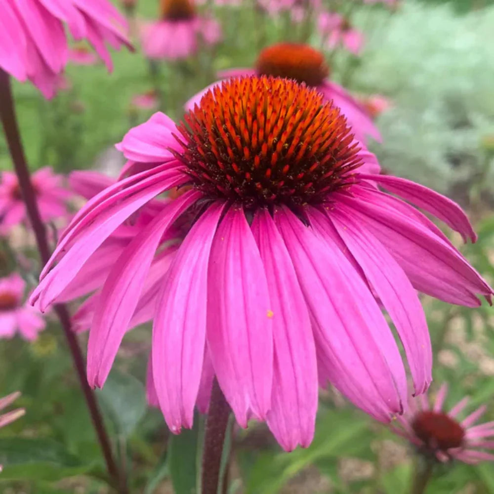 Pink ConeFlower seeds for Planting - Easy to Grow, Heirloom & GMO Free Seeds for Home Garden