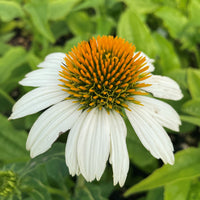 White Coneflower Echinacea Seeds for Beautiful White Blooms