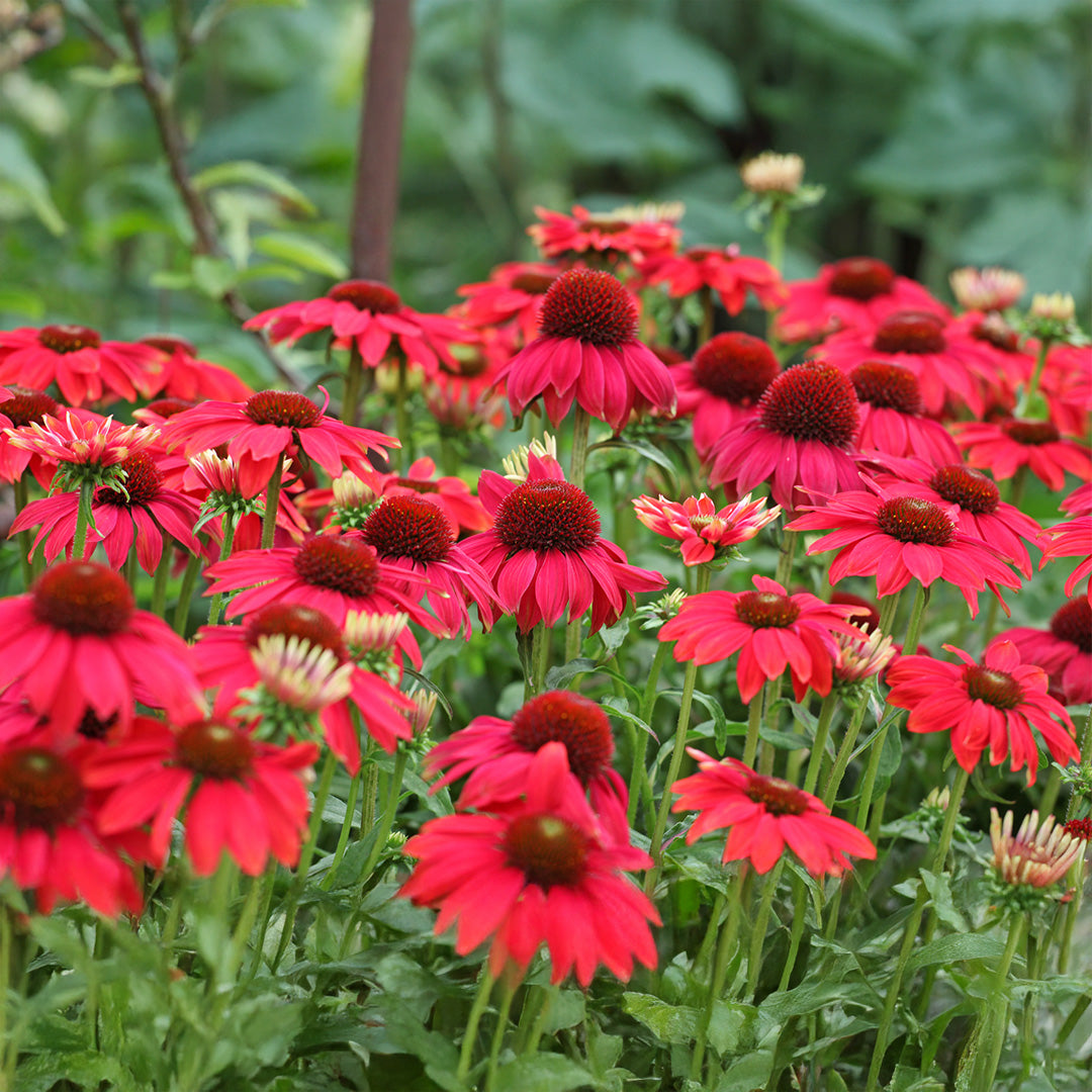 Red Coneflower Flower seeds for Planting - Sun Loving, Heirloom & GMO Free Seeds for Home Garden