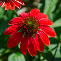 Red Coneflower Flower seeds for Planting - Sun Loving, Heirloom & GMO Free Seeds for Home Garden