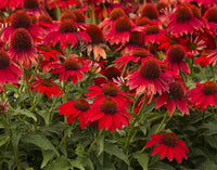 Red Perennial Flower seeds for Planting Pollinator Friendly Heirloom & GMO Free Seeds for Home Garden 
 
 Sale