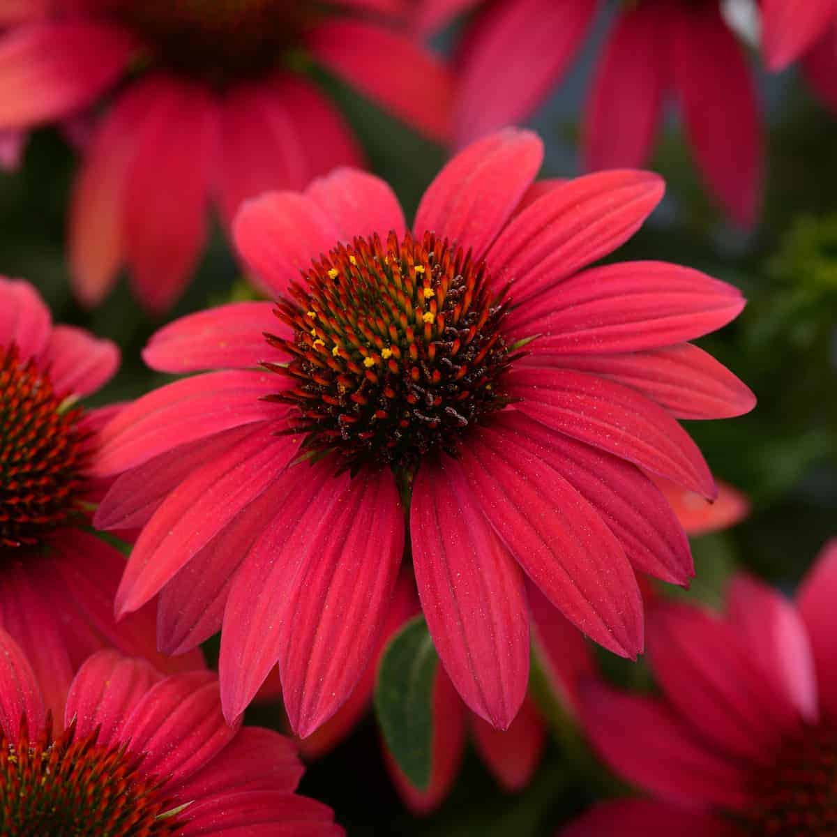 Red Perennial Flower seeds for Planting Premium Quality Heirloom & GMO Free Seeds for Home Garden 
 
 Sale
