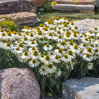 White (White Echinacea) seeds for planting in home garden