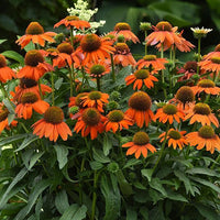 Orange (Orange Echinacea) seeds for planting in home garden