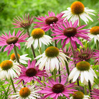 Echinacea Purpurea Flower seeds for Planting Wildflower Mix Heirloom & GMO Free Seeds for Home Garden