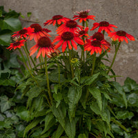 Echinacea ConeFlower seeds for Planting Shade Tolerant Heirloom & GMO Free Seeds for Home Garden