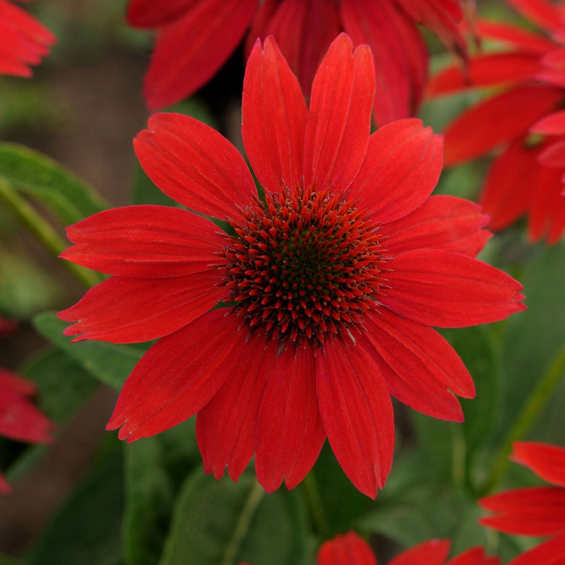 Red Coneflower Flower seeds for Planting - Sun Loving, Heirloom & GMO Free Seeds for Home Garden