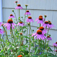 ConeFlower seeds for Planting Seasonal Bloomer Heirloom & GMO Free Seeds for Home Garden
