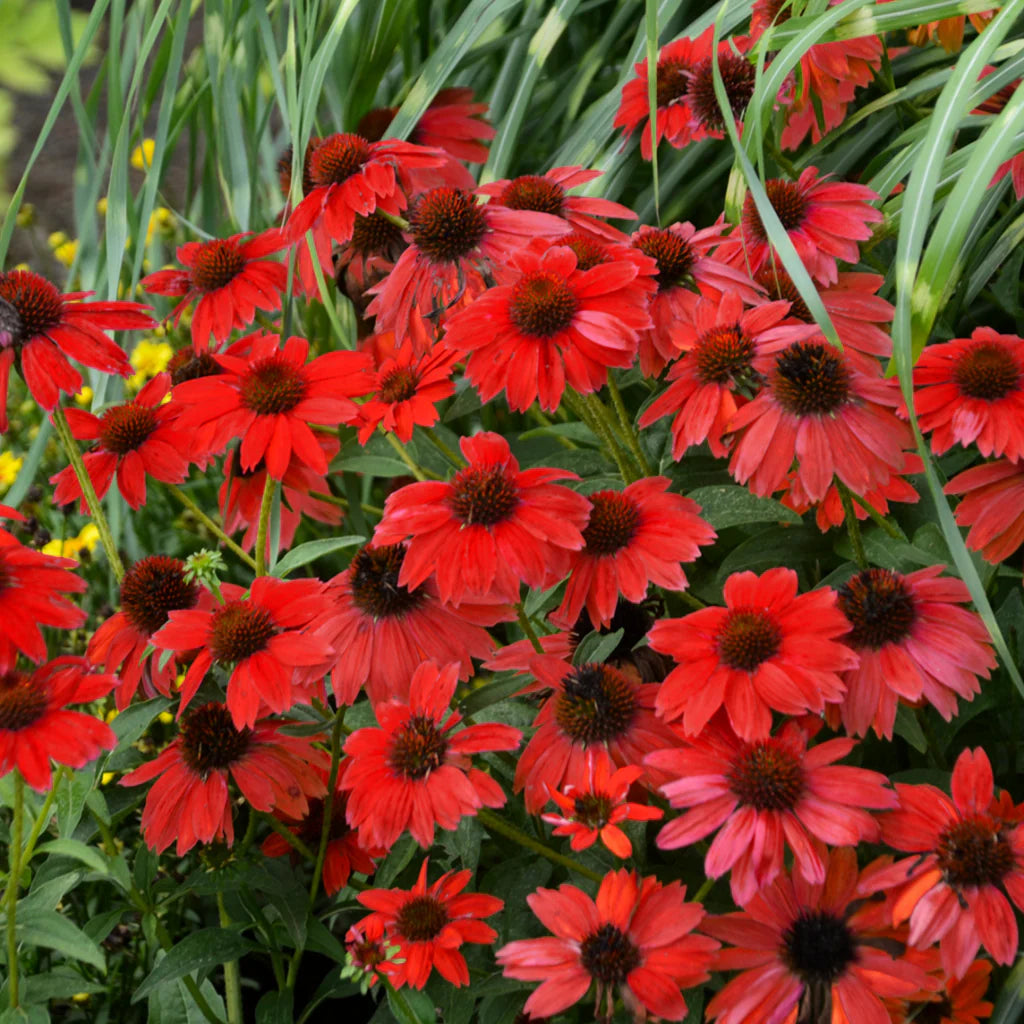 Echinacea ConeFlower seeds for Planting Shade Tolerant Heirloom & GMO Free Seeds for Home Garden