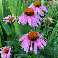 ConeFlower seeds for Planting Sun Loving Heirloom & GMO Free Seeds for Home Garden