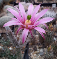Wilcoxia Poselgeri Seed for Planting  Seed for Flourishing and Lush Greenery in Your Garden