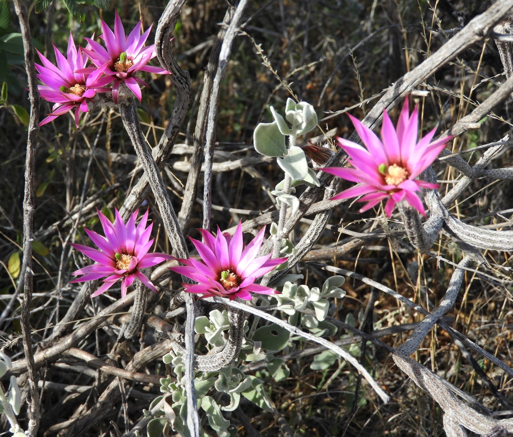 Wilcoxia Poselgeri Seed for Planting  Seed for Flourishing and Lush Greenery in Your Garden