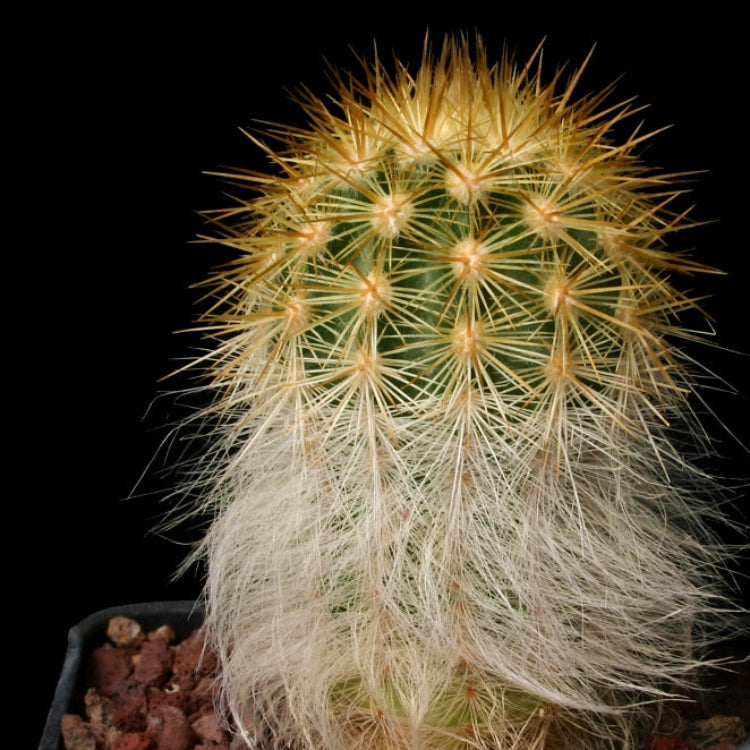 Red Echinocereus Russanthus Flower seeds for Planting - Premium Quality, Heirloom & GMO Free Seeds for Home Garden