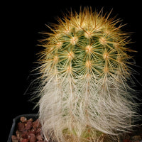 Red Echinocereus Russanthus Flower seeds for Planting - Premium Quality, Heirloom & GMO Free Seeds for Home Garden