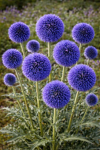 Fothergills Flower seeds for Planting Wildflower Mix Heirloom & GMO Free Seeds for Home Garden 
 
 Sale