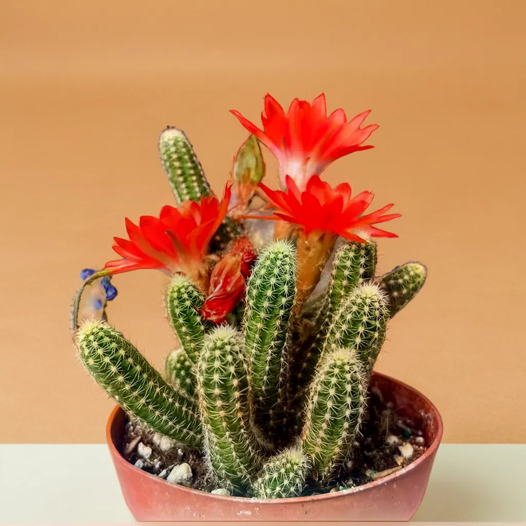 Echinopsis Chamaecereus Flower seeds for Planting Fragrant Blossoms Heirloom & GMO Free Seeds for Home Garden