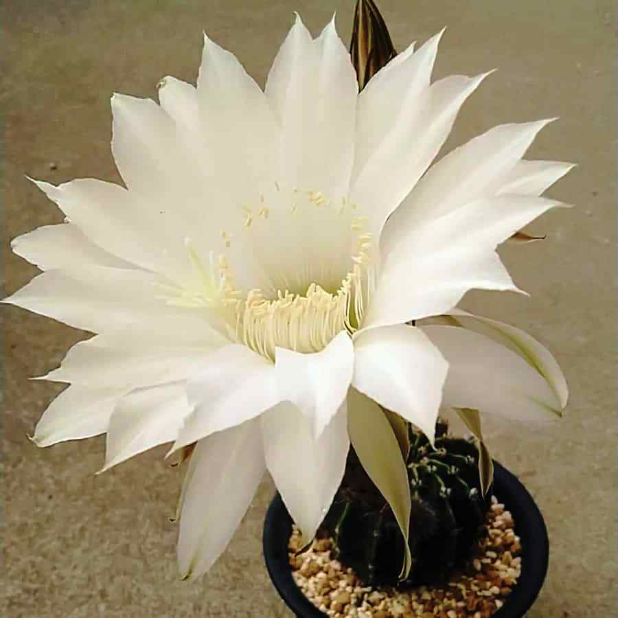 Echinopsis Flower seeds for Planting Premium Quality Heirloom & GMO Free Seeds for Home Garden 
 
 Sale