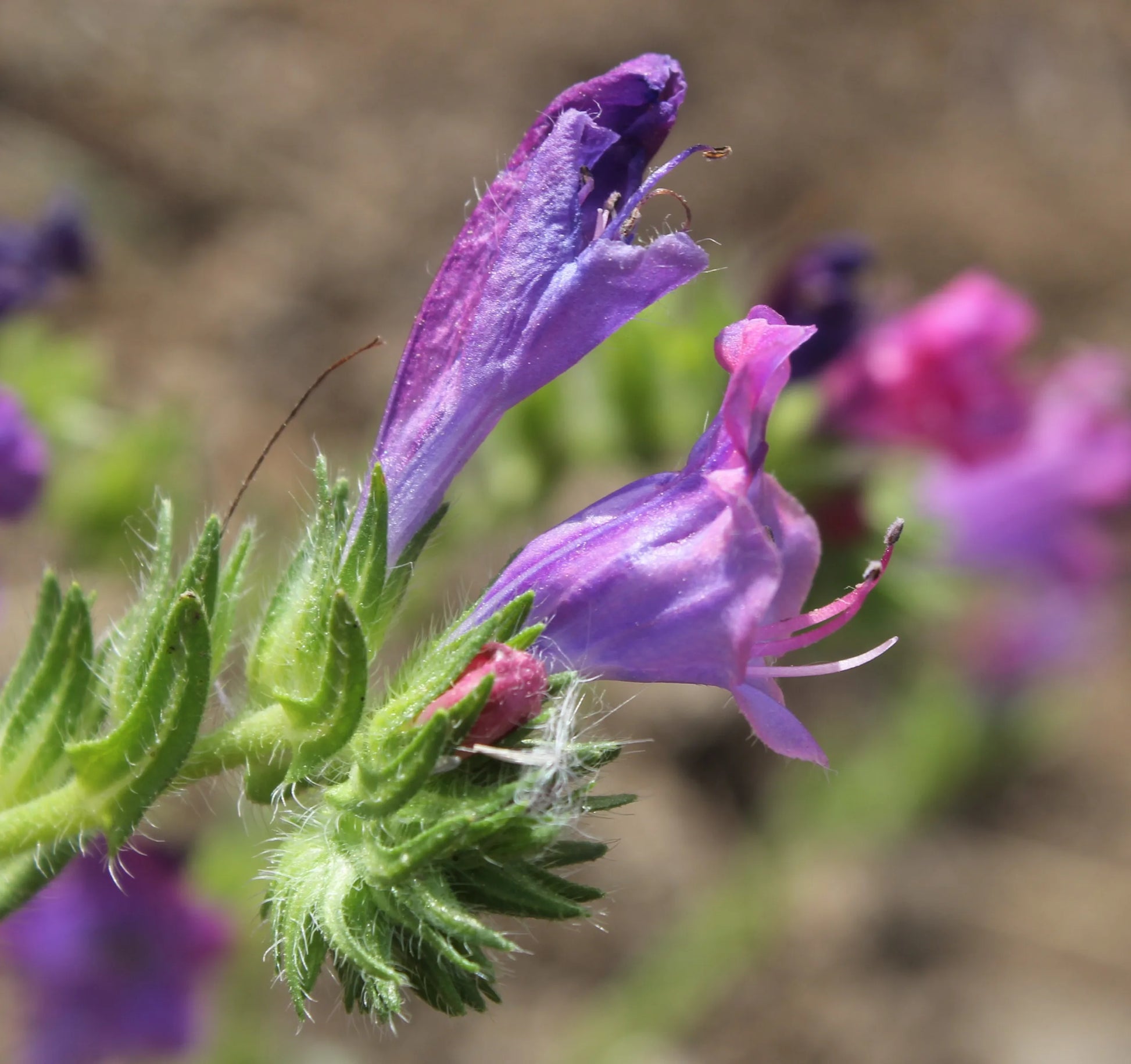 Purple Patterson’s Curse Flower seeds for Planting - Sun Loving, Heirloom & GMO Free Seeds for Home Garden