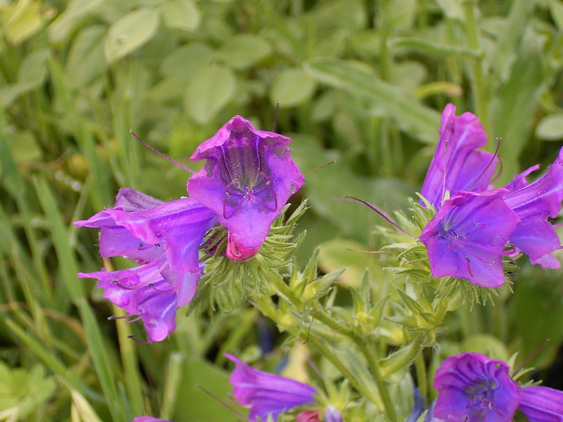 Purple Patterson’s Curse Flower seeds for Planting - Sun Loving, Heirloom & GMO Free Seeds for Home Garden