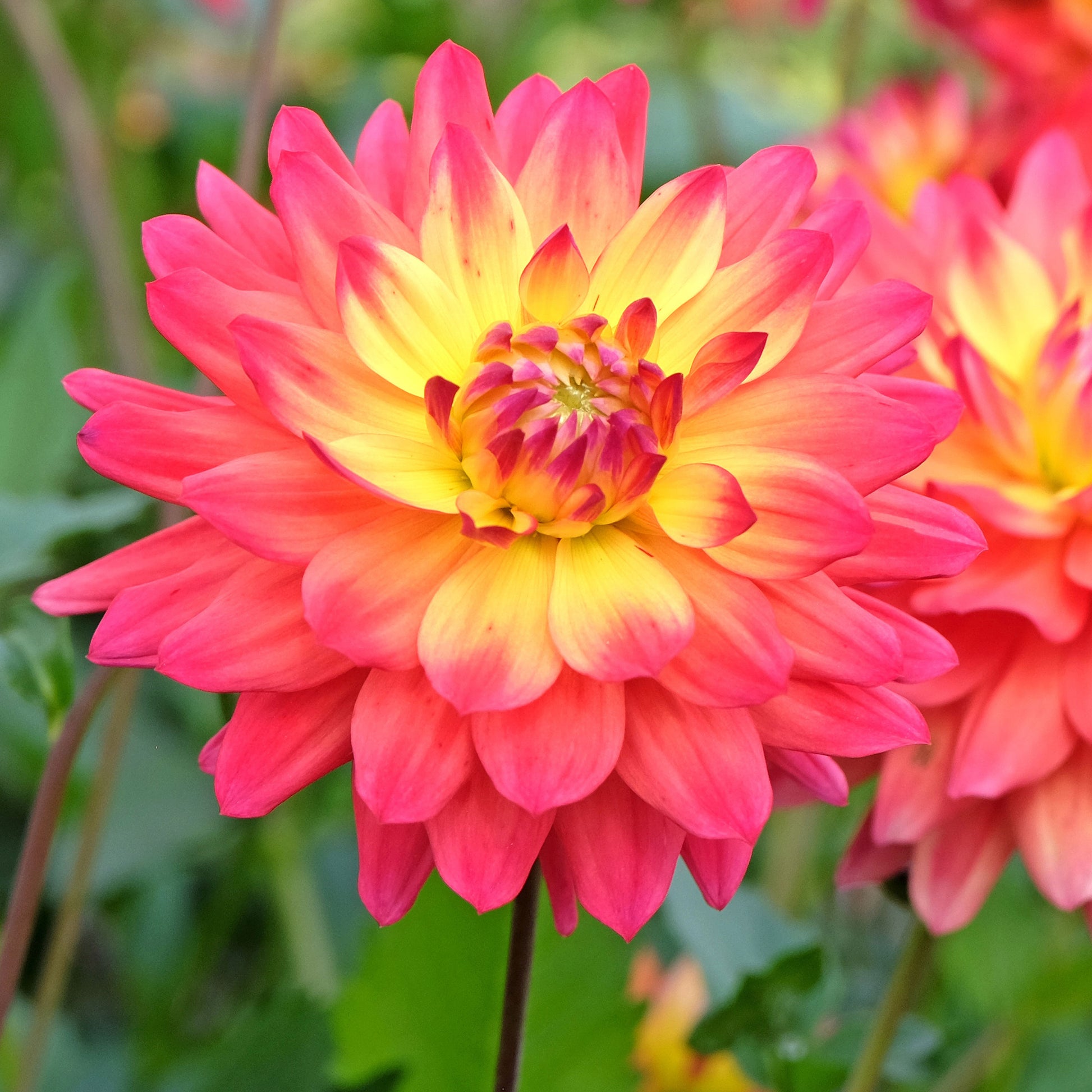 Dalia Sunny Ring Dahlia pinnata Seeds for Planting flower bed cottage garden