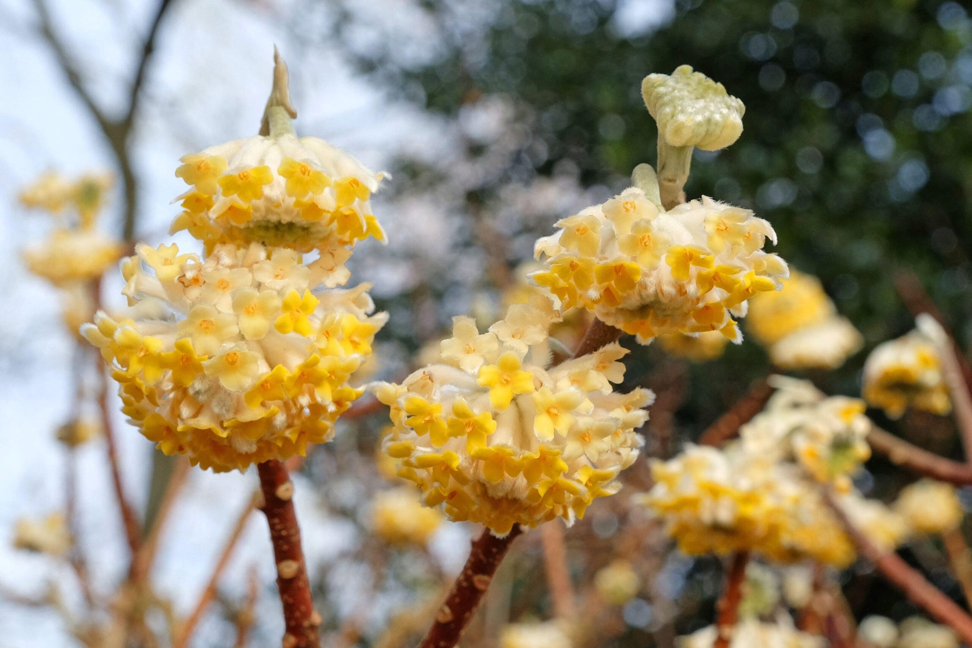 Edgeworthia Flower seeds for Planting - Premium Quality, Heirloom & GMO Free Seeds for Home Garden