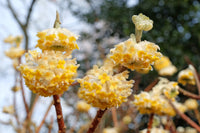 Edgeworthia Flower seeds for Planting - Premium Quality, Heirloom & GMO Free Seeds for Home Garden