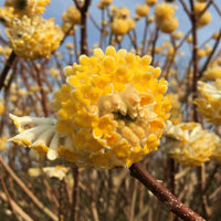 Edgeworthia Flower seeds for Planting - Premium Quality, Heirloom & GMO Free Seeds for Home Garden
