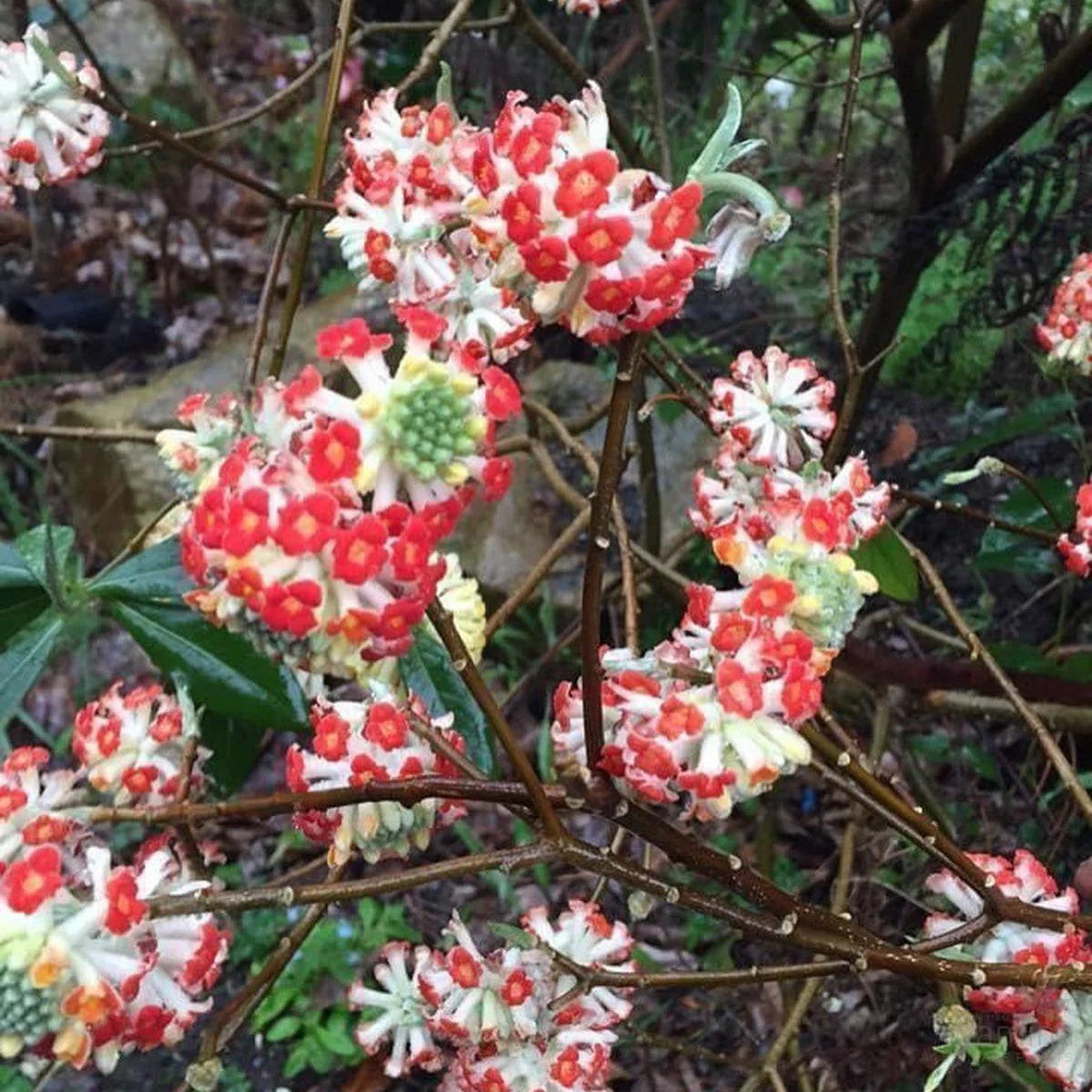 Red Edgeworthia Flower seeds for Planting - Easy to Grow, Heirloom & GMO Free Seeds for Home Garden