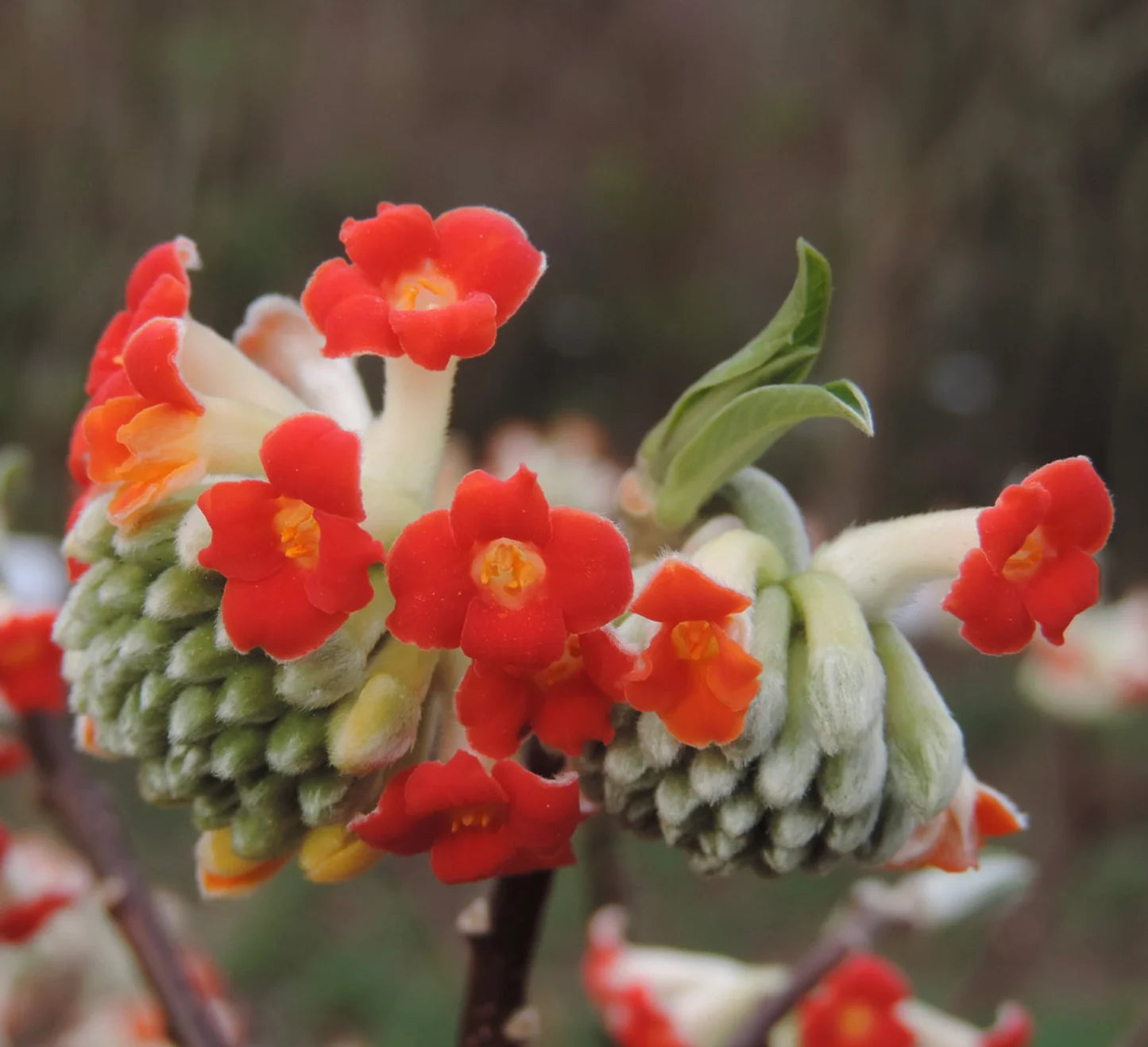 Red Edgeworthia Flower seeds for Planting - Easy to Grow, Heirloom & GMO Free Seeds for Home Garden