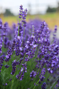 Mixed Lavender Flower Seeds for Planting Colorful Display Heirloom & GMO Free Seeds for Home Garden
 
 Sale