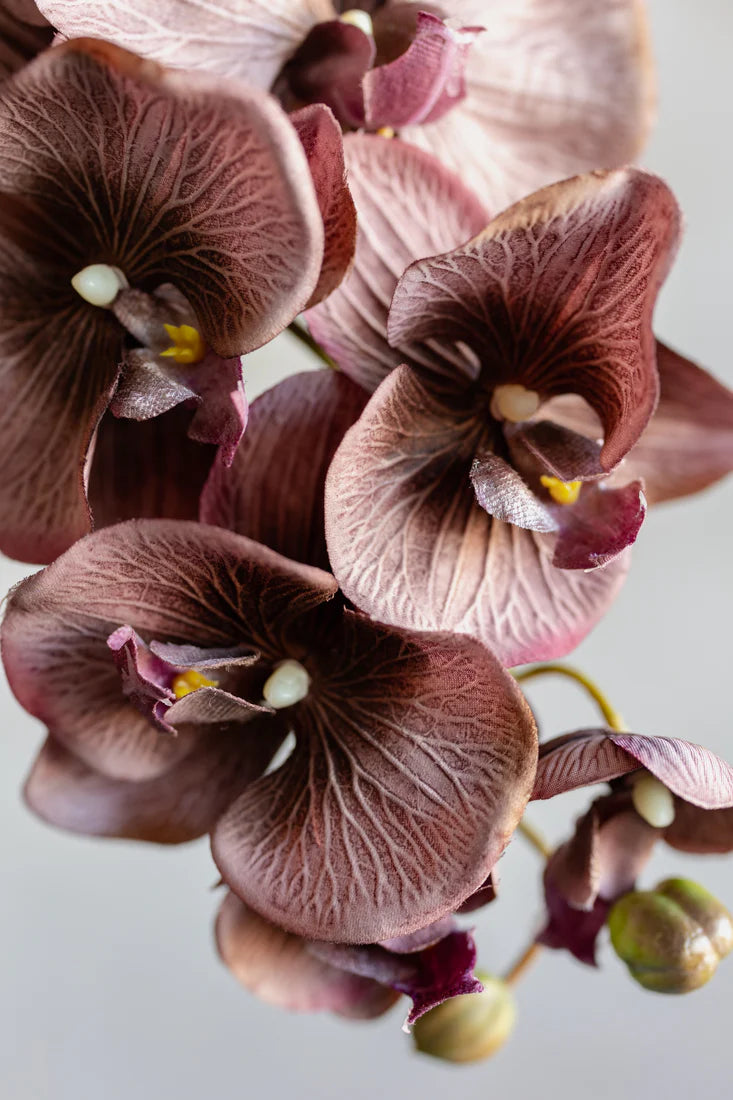 Brown Phalaenopsis Orchid Flower Seeds for Planting Easy to Grow Heirloom & GMO Free Seeds for Home Garden
 
 Sale