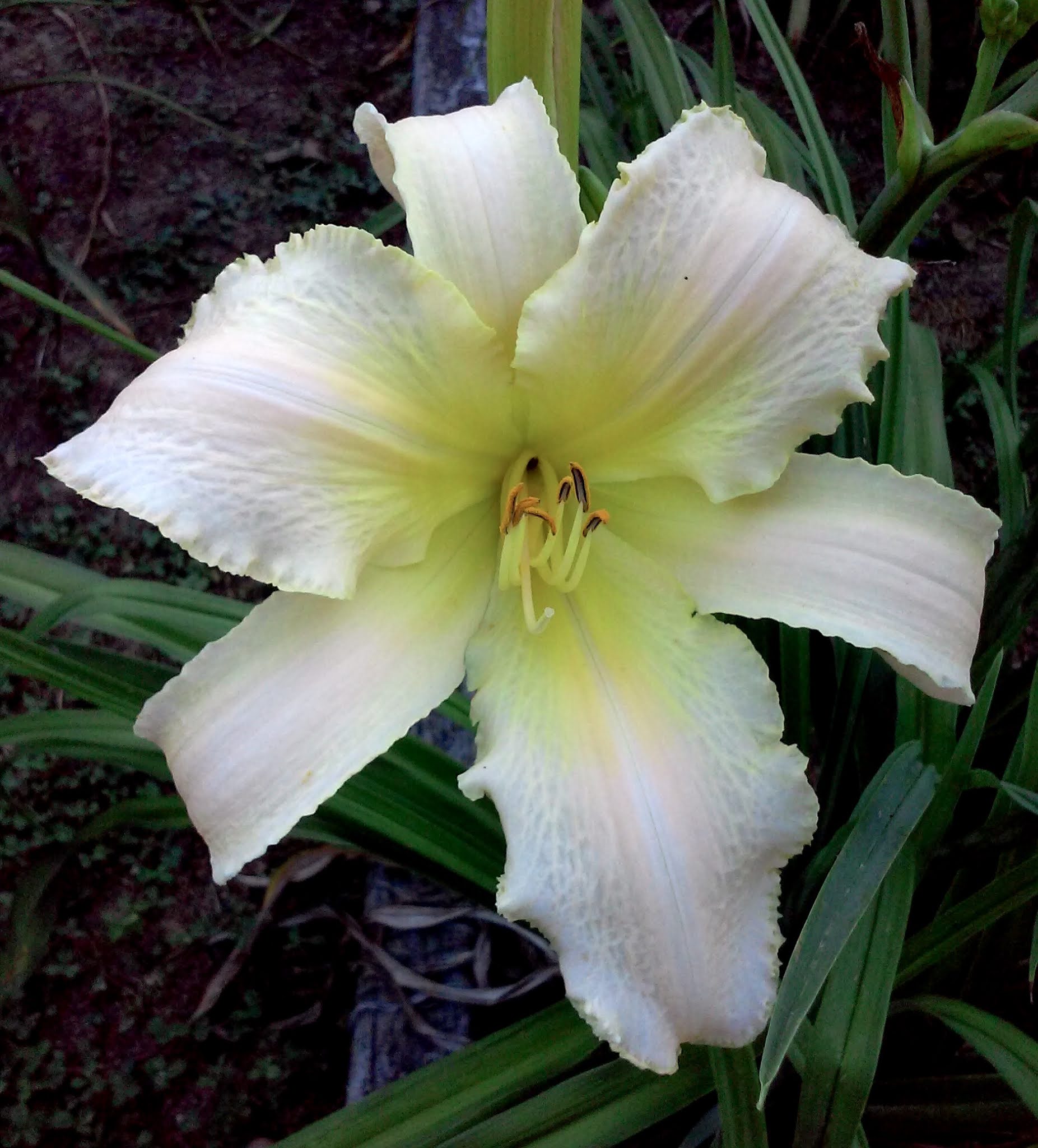 Hemerocallis Lady Elizabeth Flower seeds for Planting Low Maintenance Heirloom & GMO Free Seeds for Home Garden