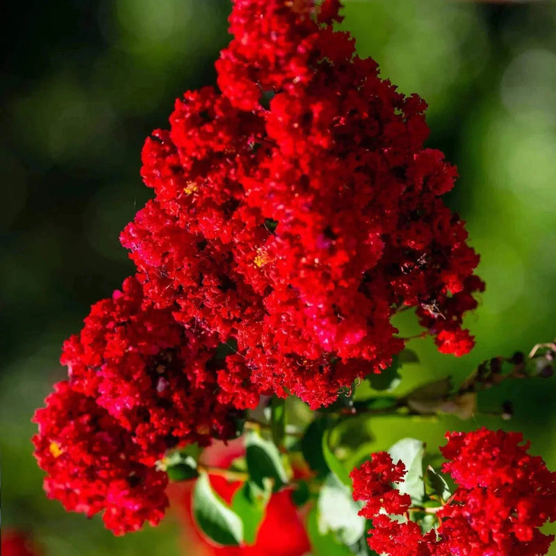 Red Futaba Crape Flower seeds for Planting Pollinator Friendly Heirloom & GMO Free Seeds for Home Garden
 
 Sale