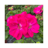 Pelargonium Dark Pink Flower Seeds  Easy-to-Grow Annual for Garden