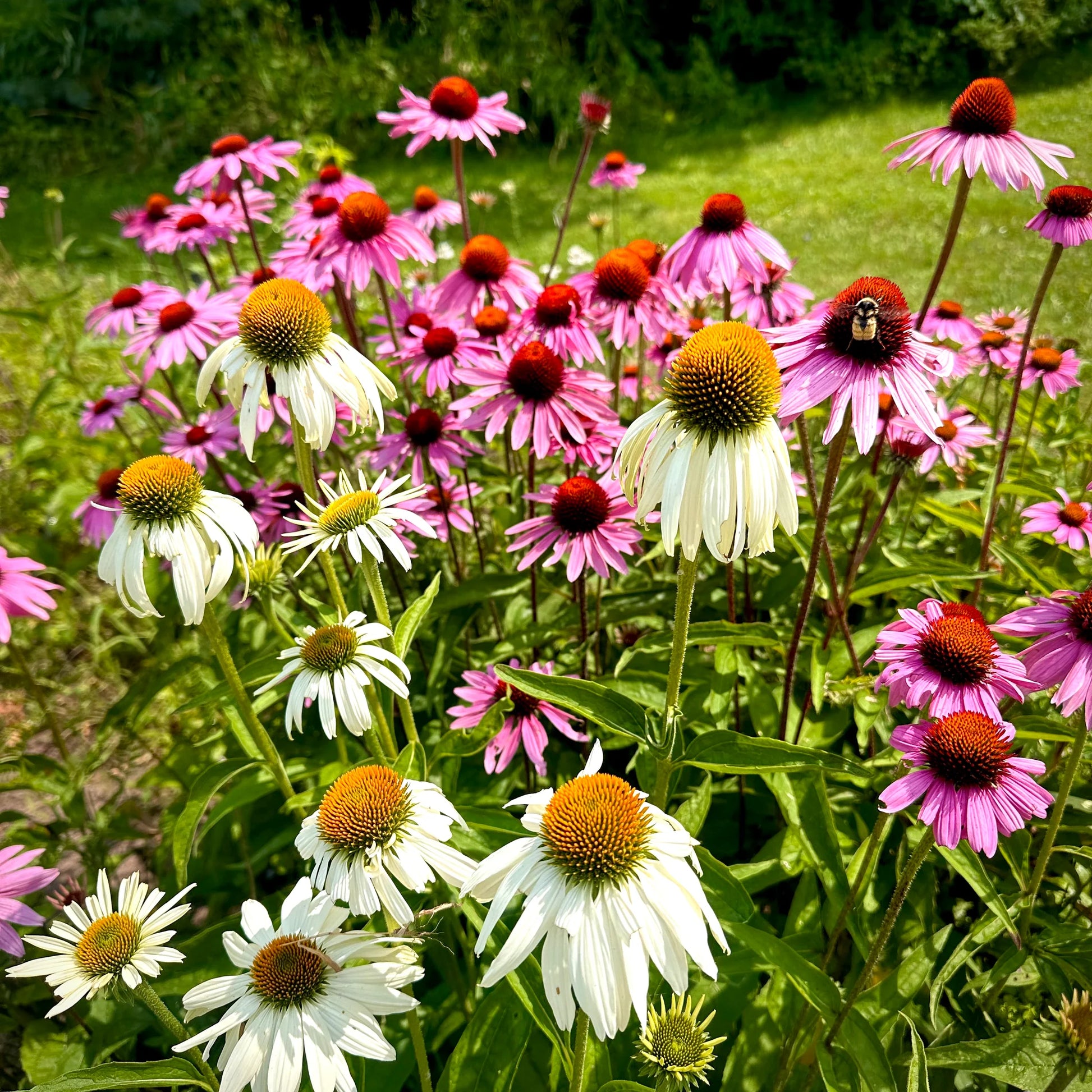 Mixed ConeFlower seeds for Planting - Low Maintenance, Heirloom & GMO Free Seeds for Home Garden