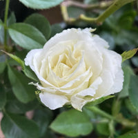 Cream Dragon Rose Flower seeds for Planting - Shade Tolerant, Heirloom & GMO Free Seeds for Home Garden