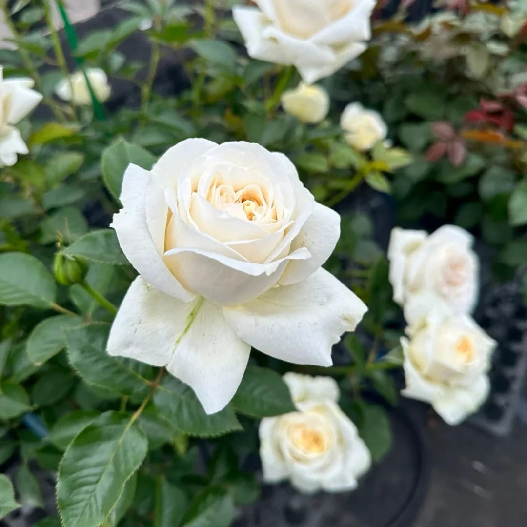 Cream Dragon Rose Flower seeds for Planting - Shade Tolerant, Heirloom & GMO Free Seeds for Home Garden