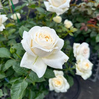 Cream Dragon Rose Flower seeds for Planting - Shade Tolerant, Heirloom & GMO Free Seeds for Home Garden